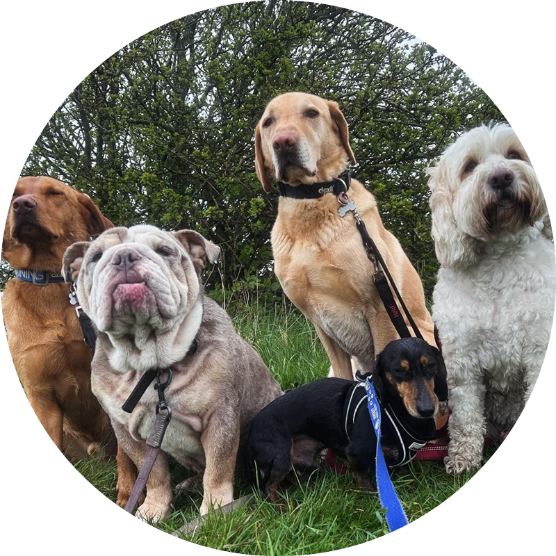 dog-swot-slider-3