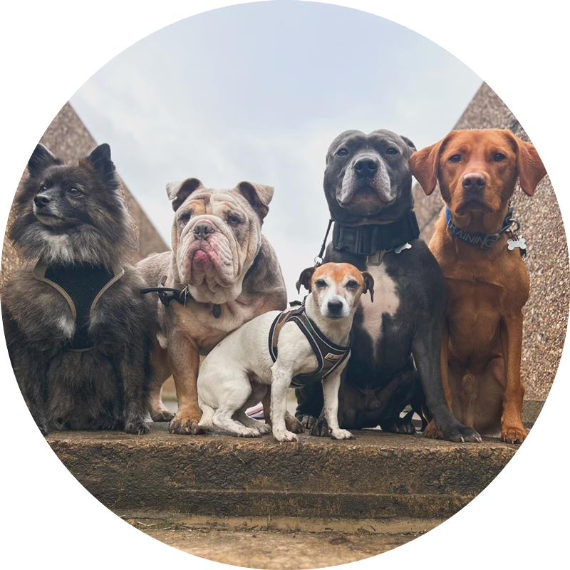 dog-swot-slider-5