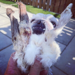 Rabbit Ears with Hair